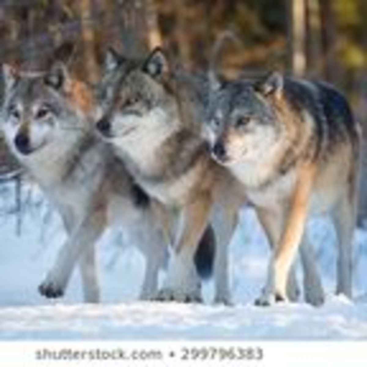 observing wolves essay